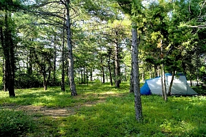 Кемпинг Зелёный Бор