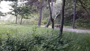 Кемпинг Назарова дача
