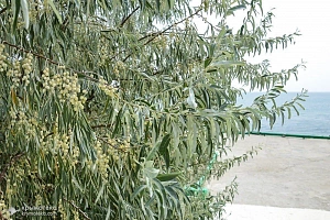 Кемпинг Капсель