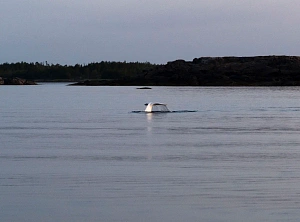 Кемпинг Дом белых китов